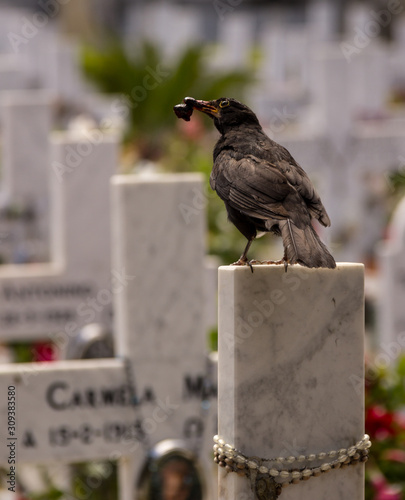 bird on grave stone with food in its beak