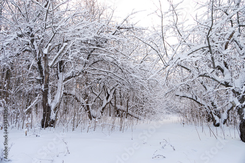Snow covered trees in the winter forest. Winter. Snow.