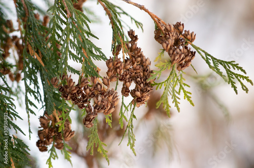 Green branches of conifer in winter. Winter. Spring. Forest.