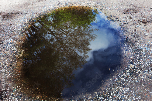 Tree reflection in puddle