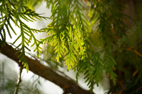 Green branches of conifer in winter. Winter. Spring. Forest.
