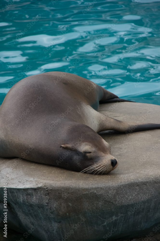 Obraz premium アザラシの昼寝
