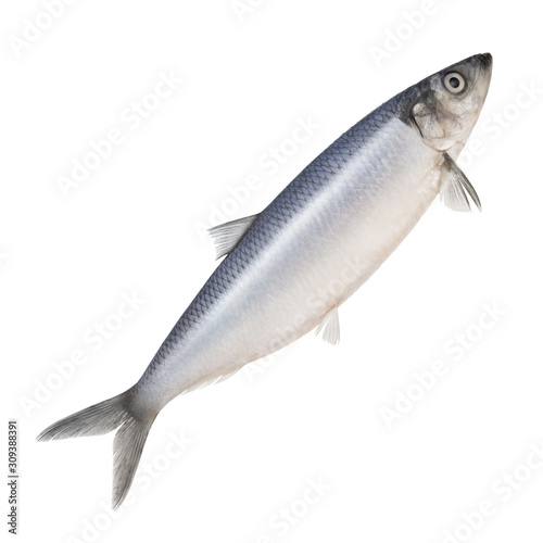 herring isolated on a white background