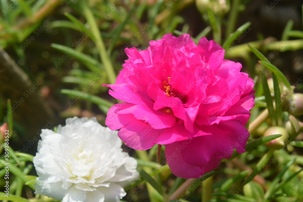 Flower Flower
