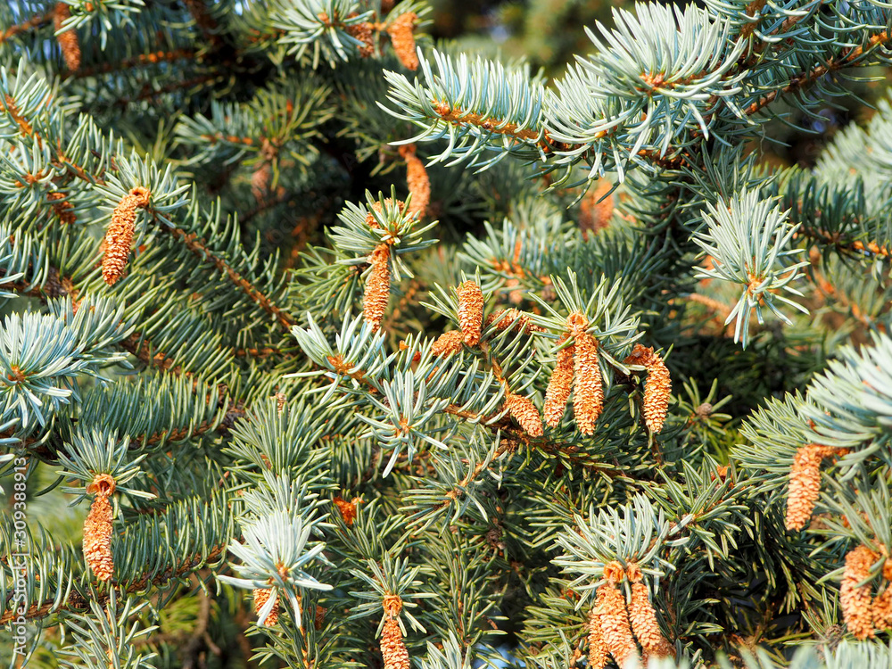 many little cones on the tree many little cones on the tree