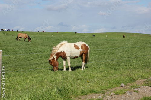 Icelandic horses in their field in summer in Iceland