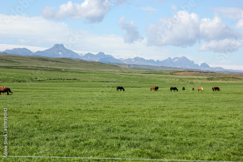 Icelandic horses in their field in summer in Iceland