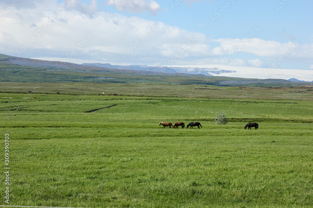 Icelandic horses in their field in summer in Iceland Icelandic horses in their field in summer in Iceland
