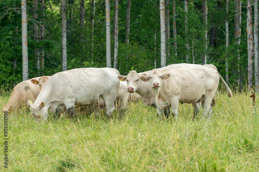 Group of white milk cows grazing in a lush green field Group of white milk cows grazing in a lush green field