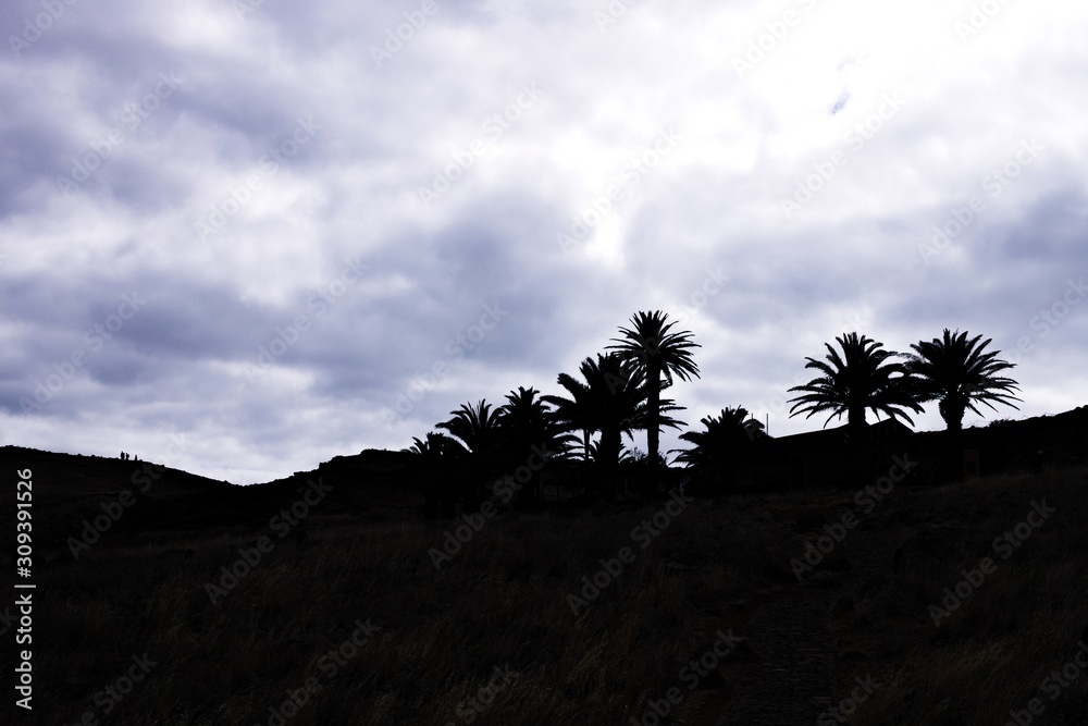 Black palms silhouette in a cloudy sky background (Madeira, Portugal, Europe)