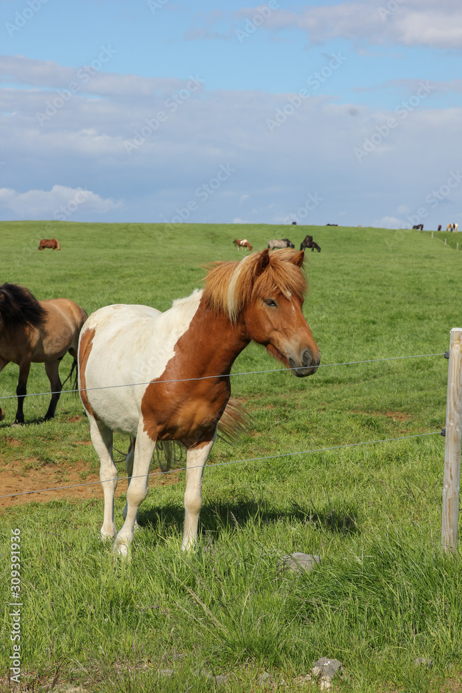 Icelandic horses in their field in summer in Iceland Icelandic horses in their field in summer in Iceland