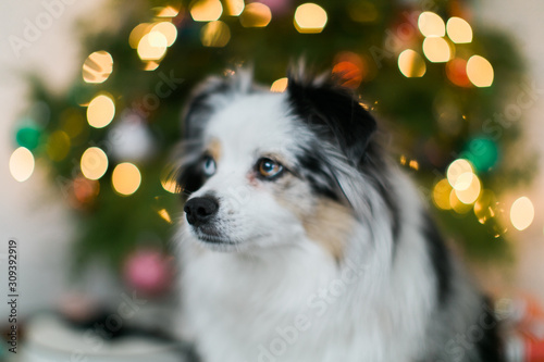 Cute Mini Australian Shepard in front of Christmas Tree, Dog under the tree