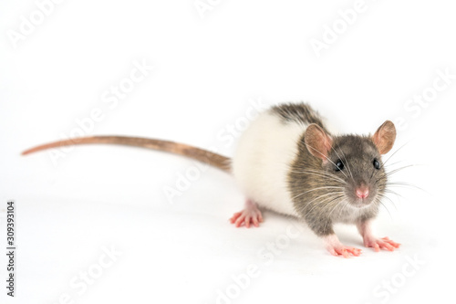 portrait of a pet rat on a white background is isolated © Екатерина Переславце