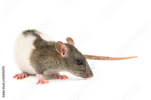 portrait of a pet rat on a white background is isolated