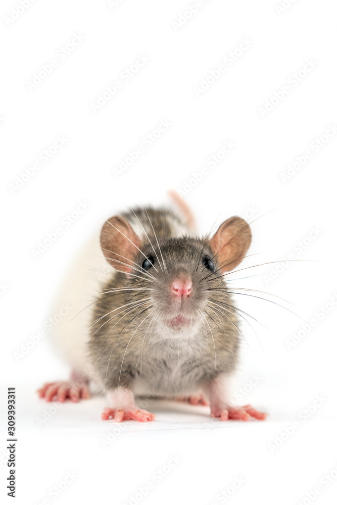 portrait of a pet rat on a white background is isolated