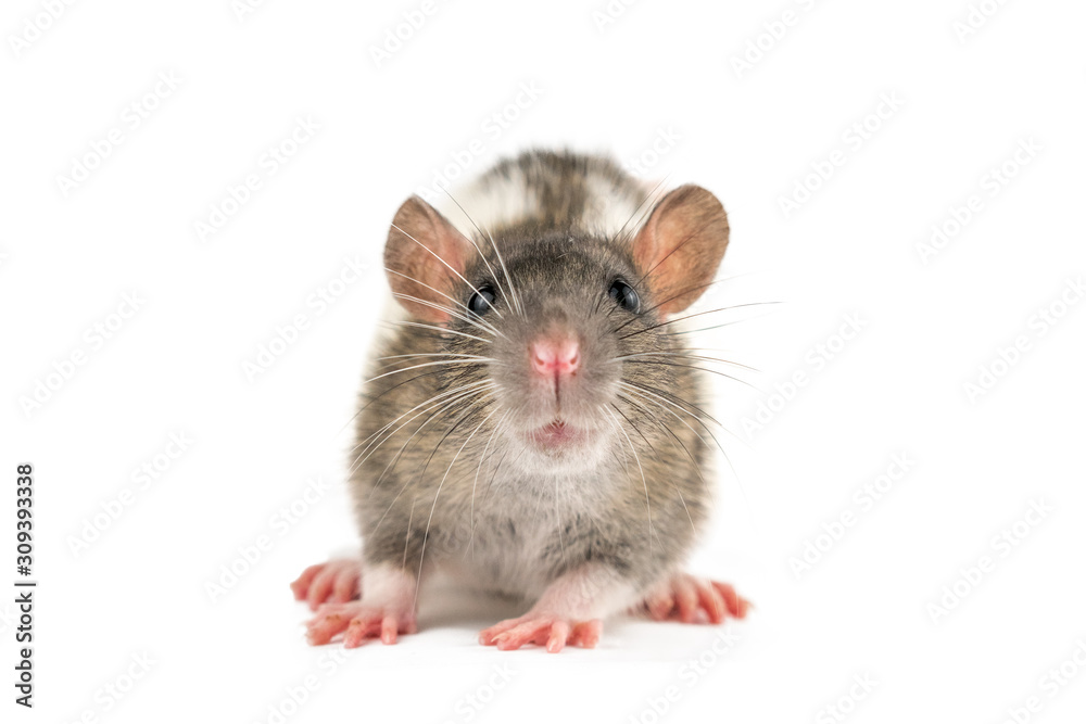 portrait of a pet rat on a white background is isolated