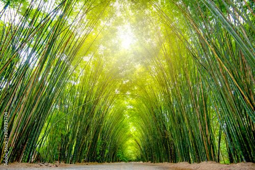 Asia Thailand  at the bamboo forest  and tunnel vision  green bamboo forest background