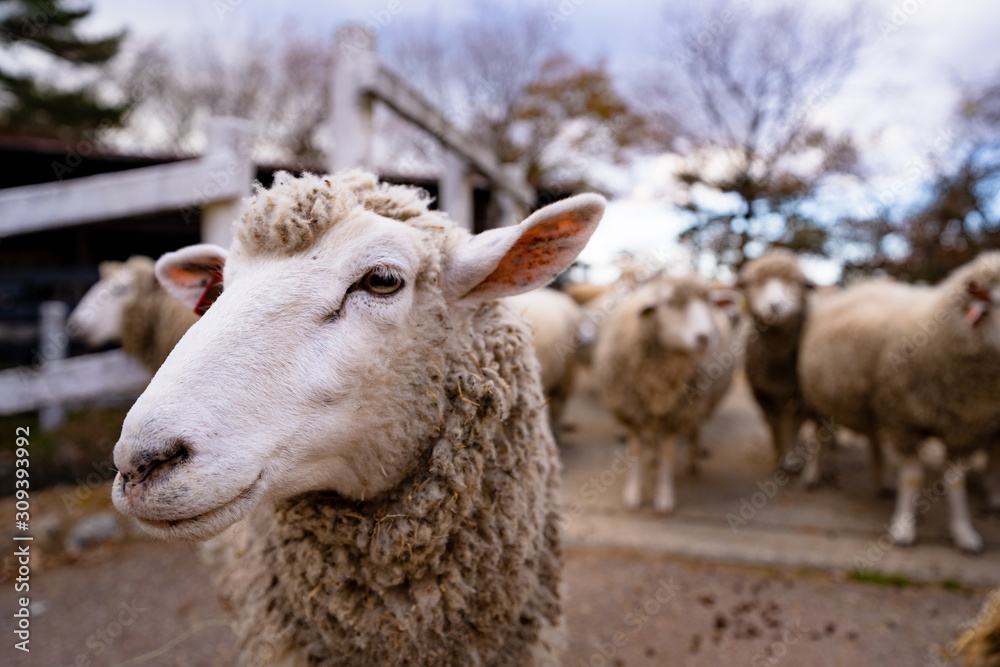写真素材: 羊　ひつじ　群れ
