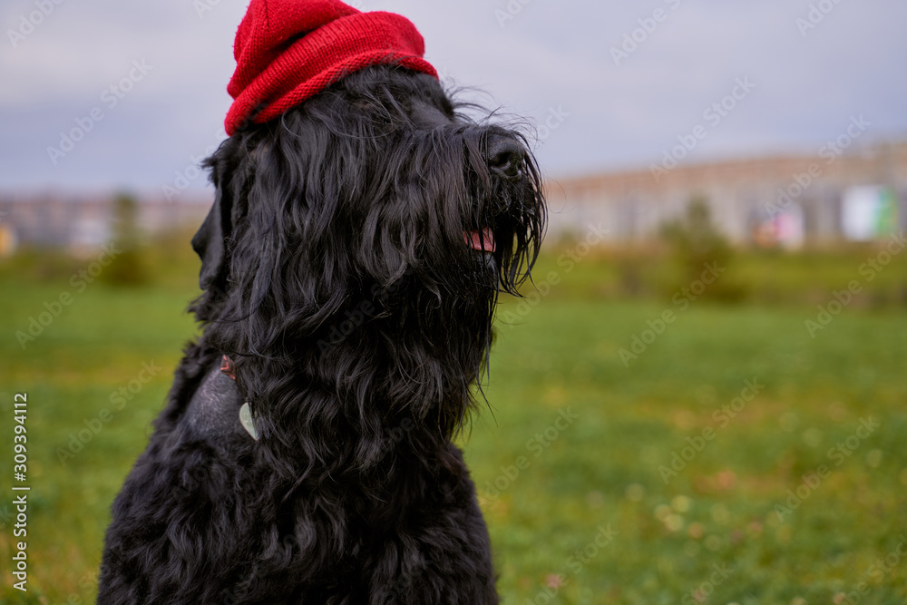 Large Terrier of Zordan black sits on field wearing red hat stuck out tongue, and feels happy and satisfied. Close-up portrait of dogs muzzle. Walking pet in autumn. Horizontal shot of animal
