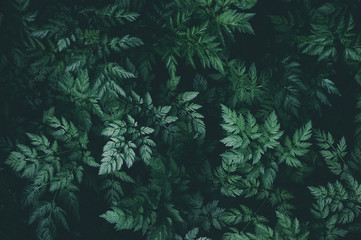 Green leaves background pattern