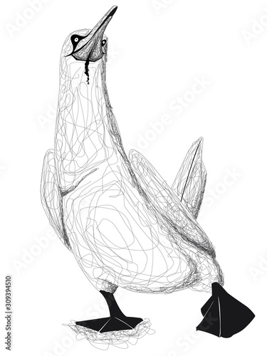 Un fou de bassan isolé avec des gribouillis