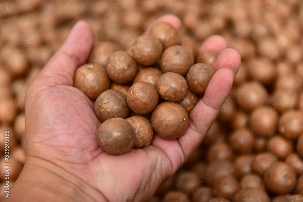 Macadamia nut with shell drying in hand. macadamia healthy fruit background, macadamia nut organic with shell, selective focus. Macadamia nut with shell drying in hand. macadamia healthy fruit background, macadamia nut organic with shell, selective focus.