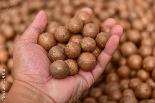 Macadamia nut with shell drying   in hand. macadamia healthy fruit background, macadamia nut organic with shell, selective focus.