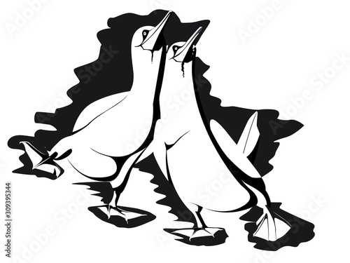 2 fous de bassans marchant ensemble en apal