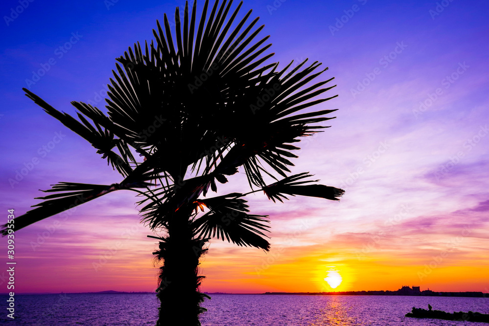 Palm tree on sunset background