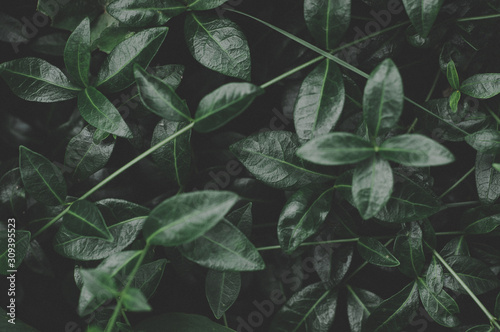 Dark green leaves pattern background