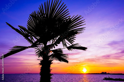  Palm tree on sunset background