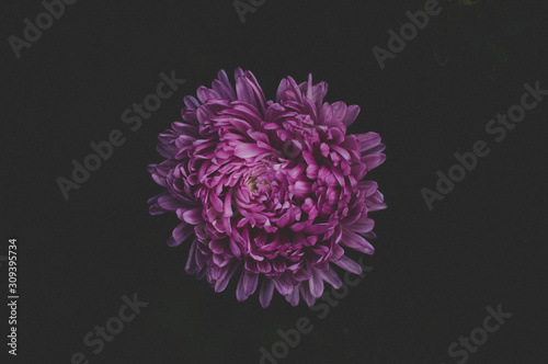 Purple flower close-up, natural texture
