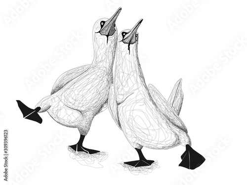 deux fous de bassans marchent ensemble en noir et blanc