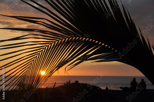 Fototapeta Naklejka Na Ścianę i Meble -  Sharing a Tropical Palm Tree Sunset