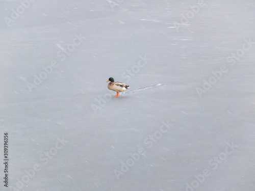 Mallard in the winter on ice.