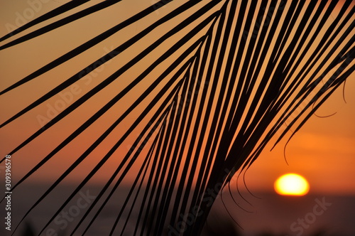 Fototapeta Naklejka Na Ścianę i Meble -  Trpoic Sunset Silhouetted Palm Leaves