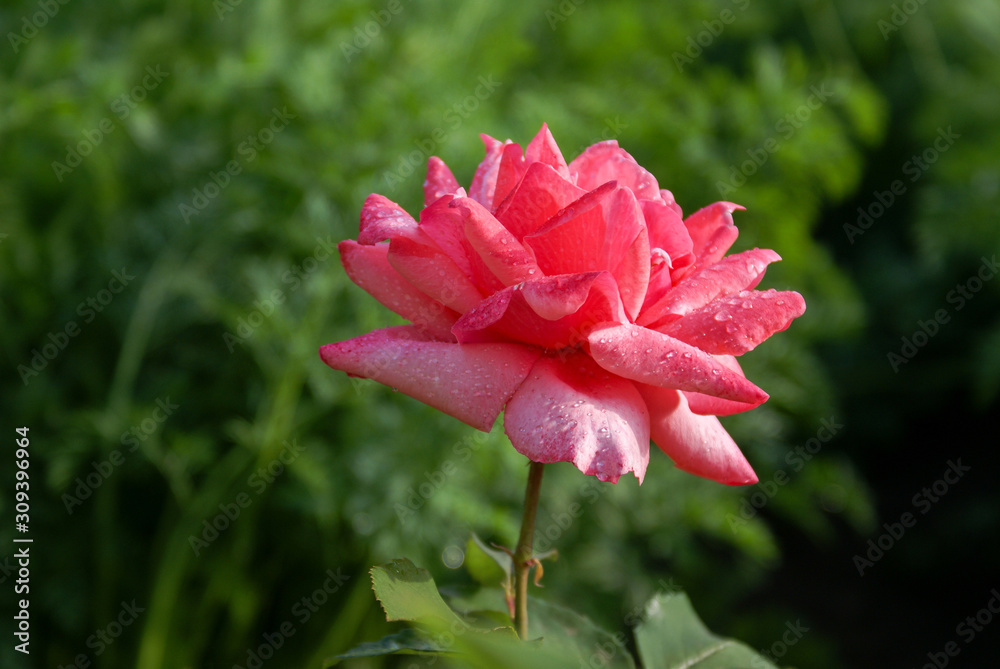 Bright pink rose on a green background. Selective focus.