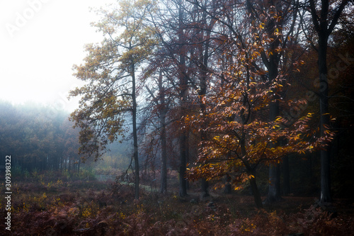 Fototapeta Naklejka Na Ścianę i Meble -  a foggy morning in the guesthouse woods in Ypres, Belgium.