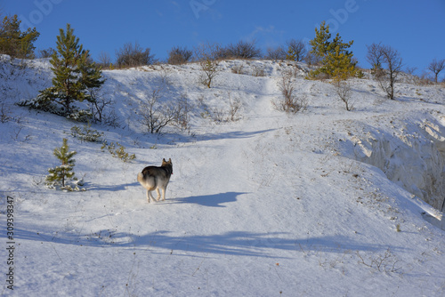 Wolf in the snow in the mountains. Wolf in the wild in winter. Winter landscape