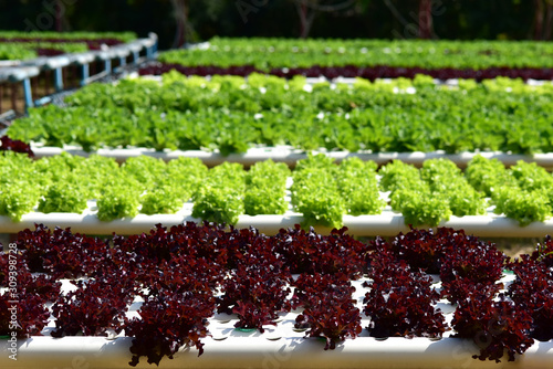 Young and fresh vegetable green color in white tray in hydroponic farm for health market. fresh green oak lettuce salad, hydroponic vegetable in agriculture business, organic vegetable farm. photo