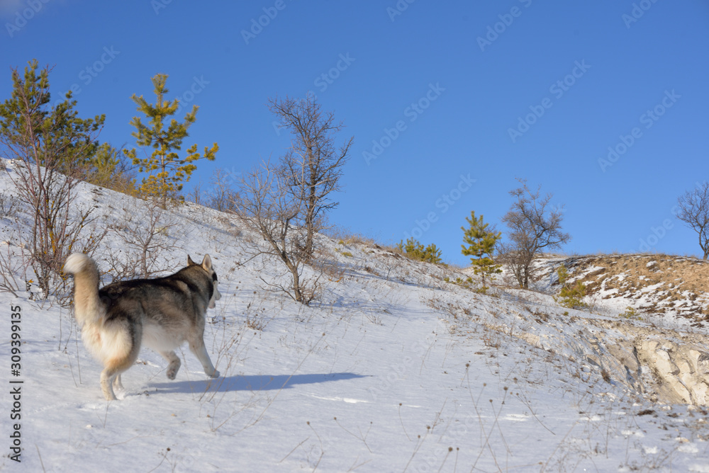  Wolf in the snow in the mountains. Wolf in the wild in winter. Winter landscape