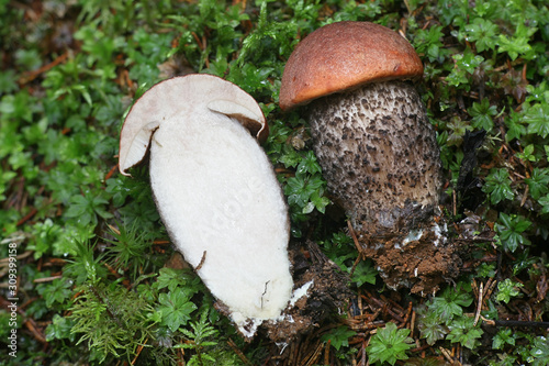 Leccinum versipelle, known orange birch bolete, edible mushrooms from Finland photo