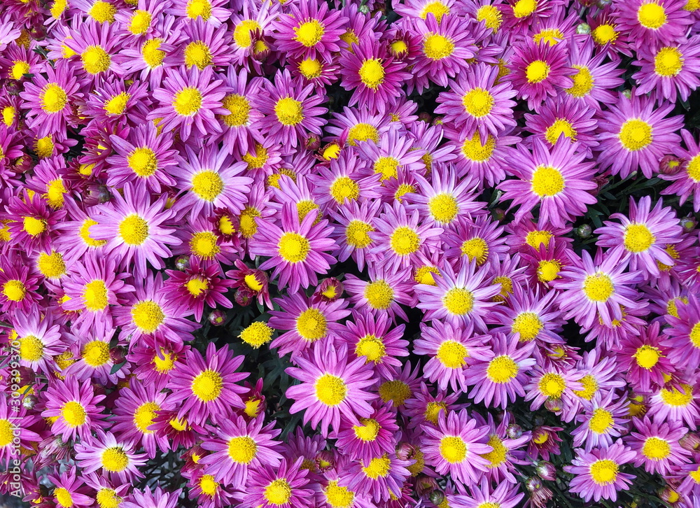Purple Chrysanthemum flower in the garden background Purple Chrysanthemum flower in the garden background