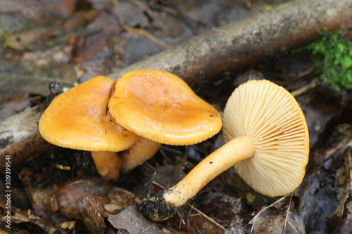 Lactarius aurantiacus, known as orange milkcap or orange milk-cap, wild edible mushroom from Finland