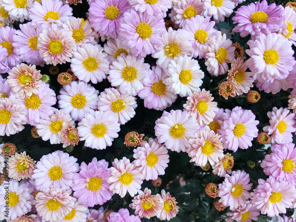 Pink Chrysanthemum flower in the garden background Pink Chrysanthemum flower in the garden background