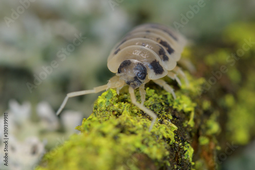Quadro em tela Woodlouse in macro