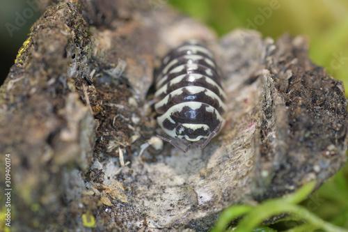 фотографія Woodlouse in macro