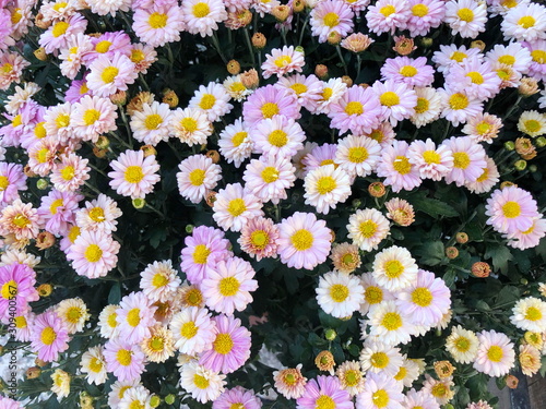 Pink Chrysanthemum flower in the garden background