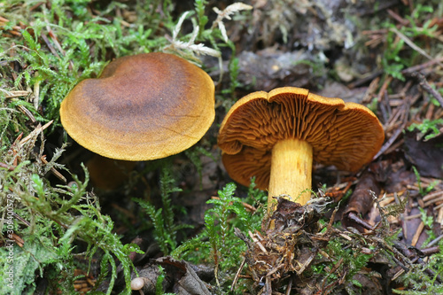 Cortinarius malicorius, known as saffron-colored cort or saffron colored webcab, wild mushroom from Finland