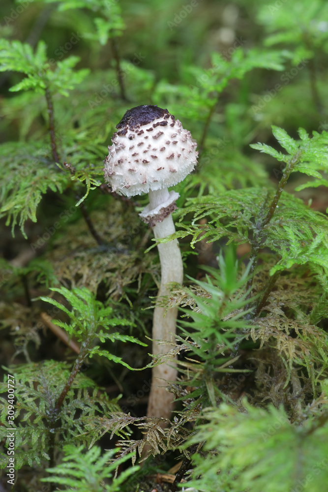 Lepiota felina, commonly known as Cat Dapperling, wild fungus from Finland Lepiota felina, commonly known as Cat Dapperling, wild fungus from Finland